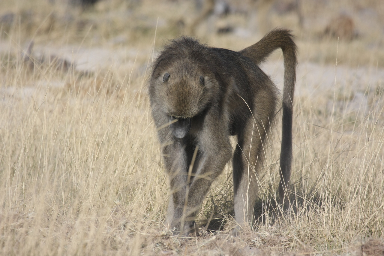 [18345] 2016_06_28_02_48_26_Africa_Canon_EOS_40D_IMG__02585.jpg