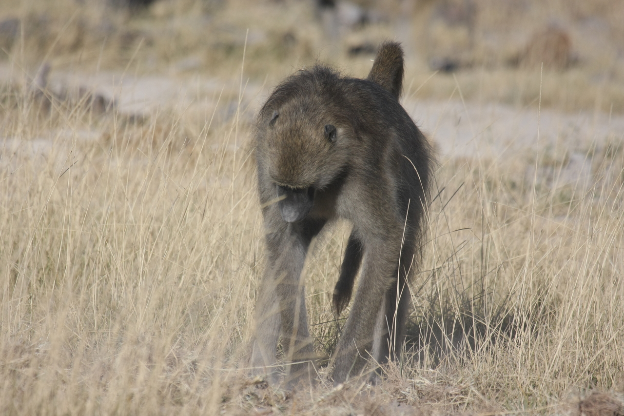 [18350] 2016_06_28_02_48_28_Africa_Canon_EOS_40D_IMG__00201.jpg