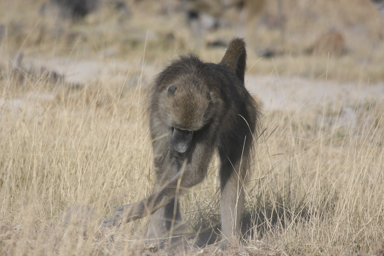 [18358] 2016_06_28_02_48_29_Africa_Canon_EOS_40D_IMG__02590.jpg