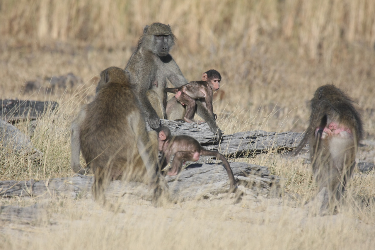 [18360] 2016_06_28_02_48_35_Africa_Canon_EOS_40D_IMG__00204.jpg