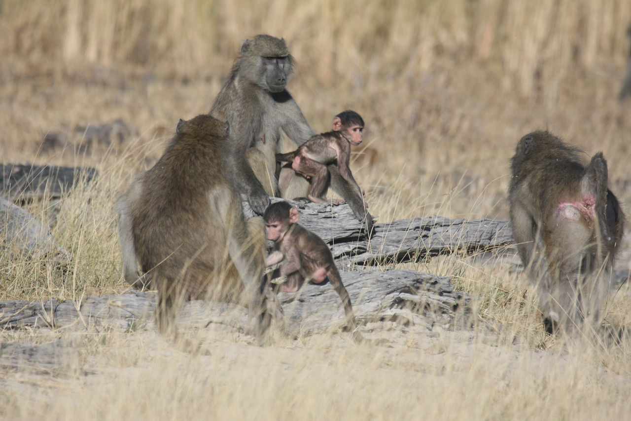 [18367] 2016_06_28_02_48_35_Africa_Canon_EOS_40D_IMG__10039.jpg