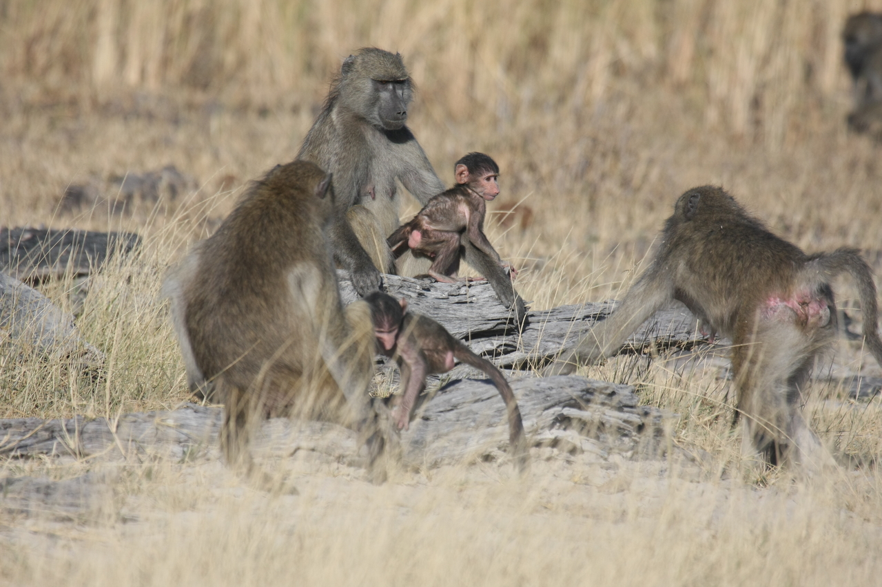 [18368] 2016_06_28_02_48_35_Africa_Canon_EOS_40D_IMG__10040.jpg