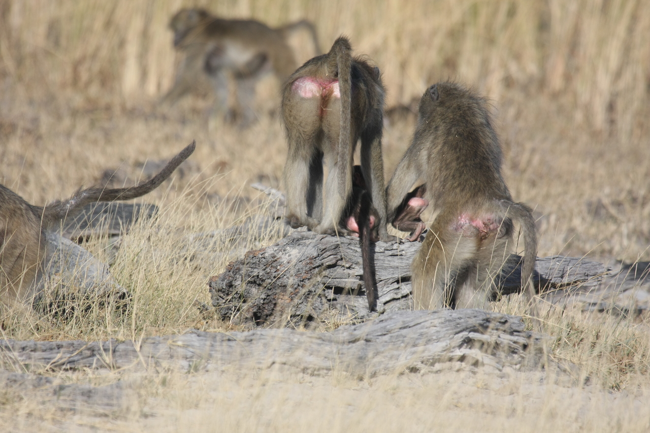 [18384] 2016_06_28_02_48_45_Africa_Canon_EOS_40D_IMG__10044.jpg