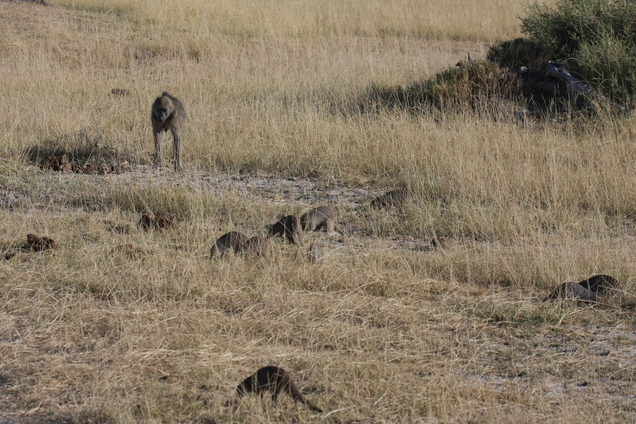 [18398] 2016_06_28_02_50_29_Africa_Canon_EOS_40D_IMG__00219.jpg