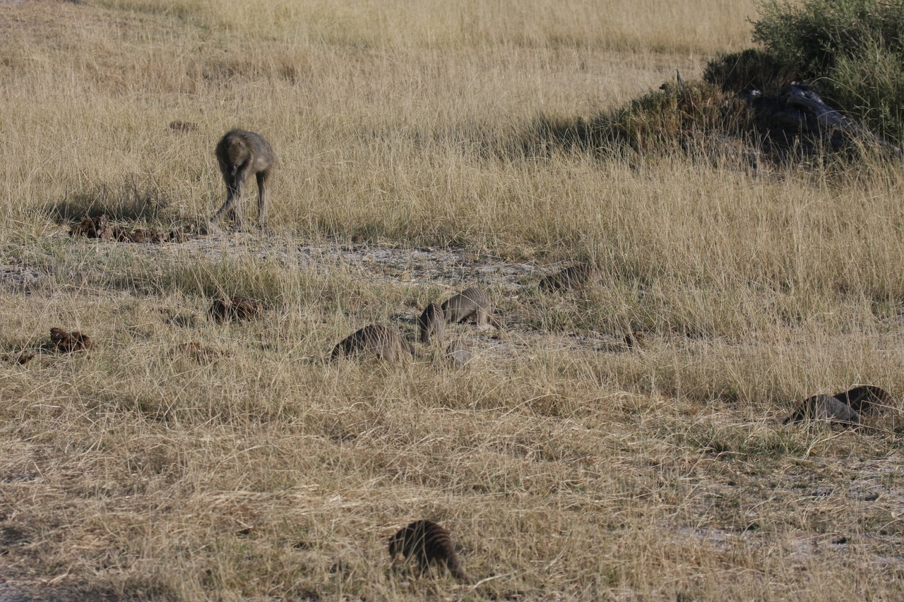 [18402] 2016_06_28_02_50_29_Africa_Canon_EOS_40D_IMG__10051.jpg