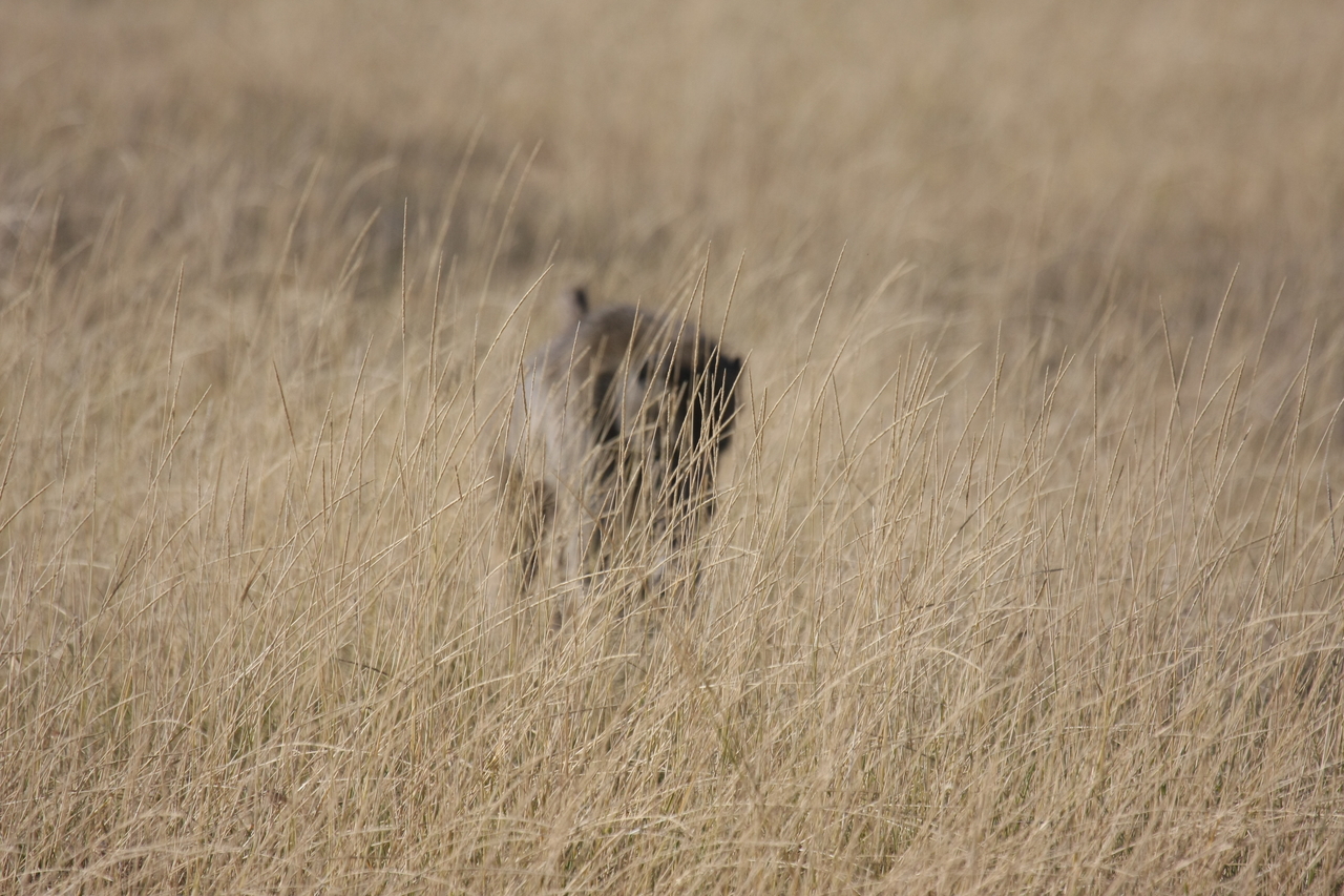 [18428] 2016_06_28_02_51_35_Africa_Canon_EOS_40D_IMG__02616.jpg