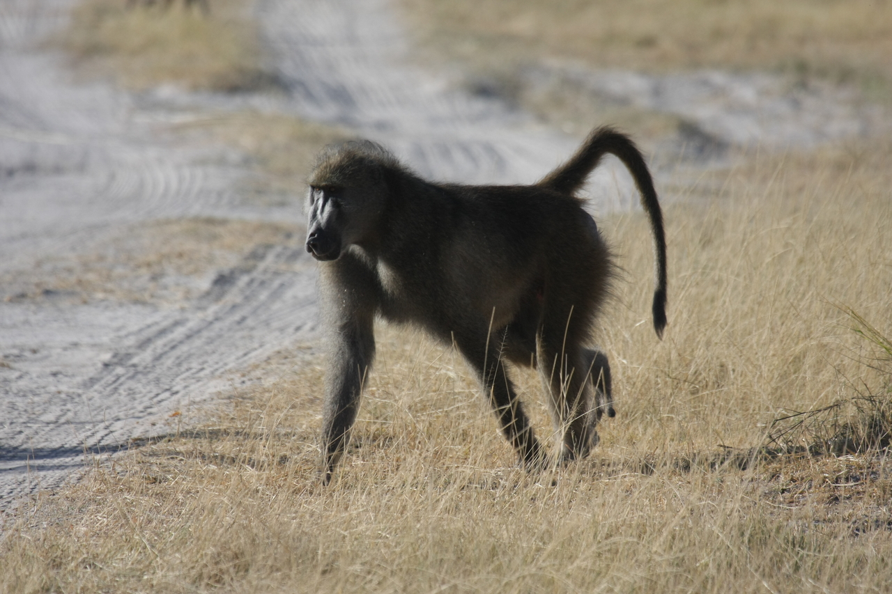 [18434] 2016_06_28_02_51_43_Africa_Canon_EOS_40D_IMG__00233.jpg