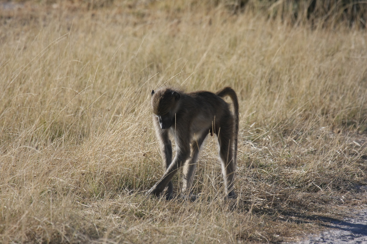 [18447] 2016_06_28_02_52_04_Africa_Canon_EOS_40D_IMG__02622.jpg