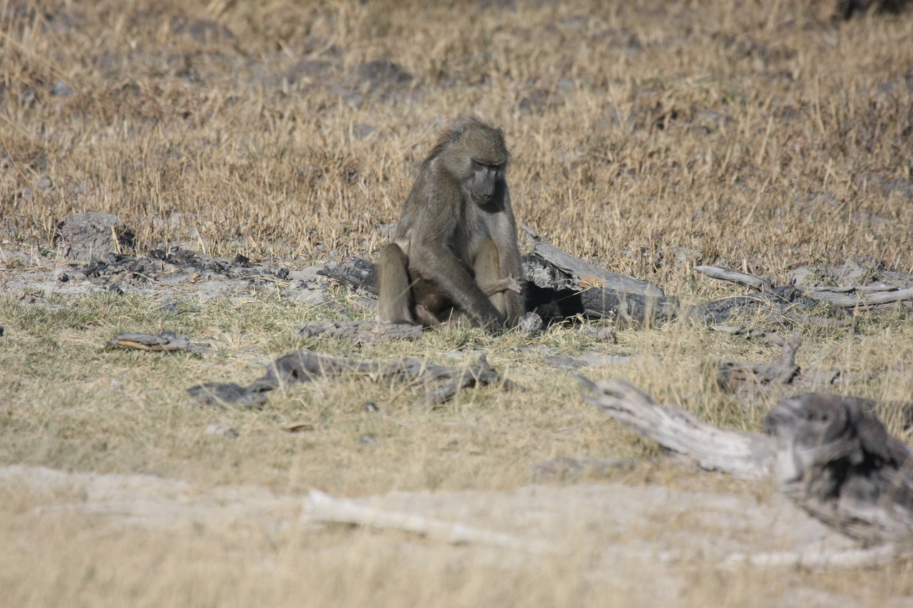 [18458] 2016_06_28_02_52_32_Africa_Canon_EOS_40D_IMG__02627.jpg