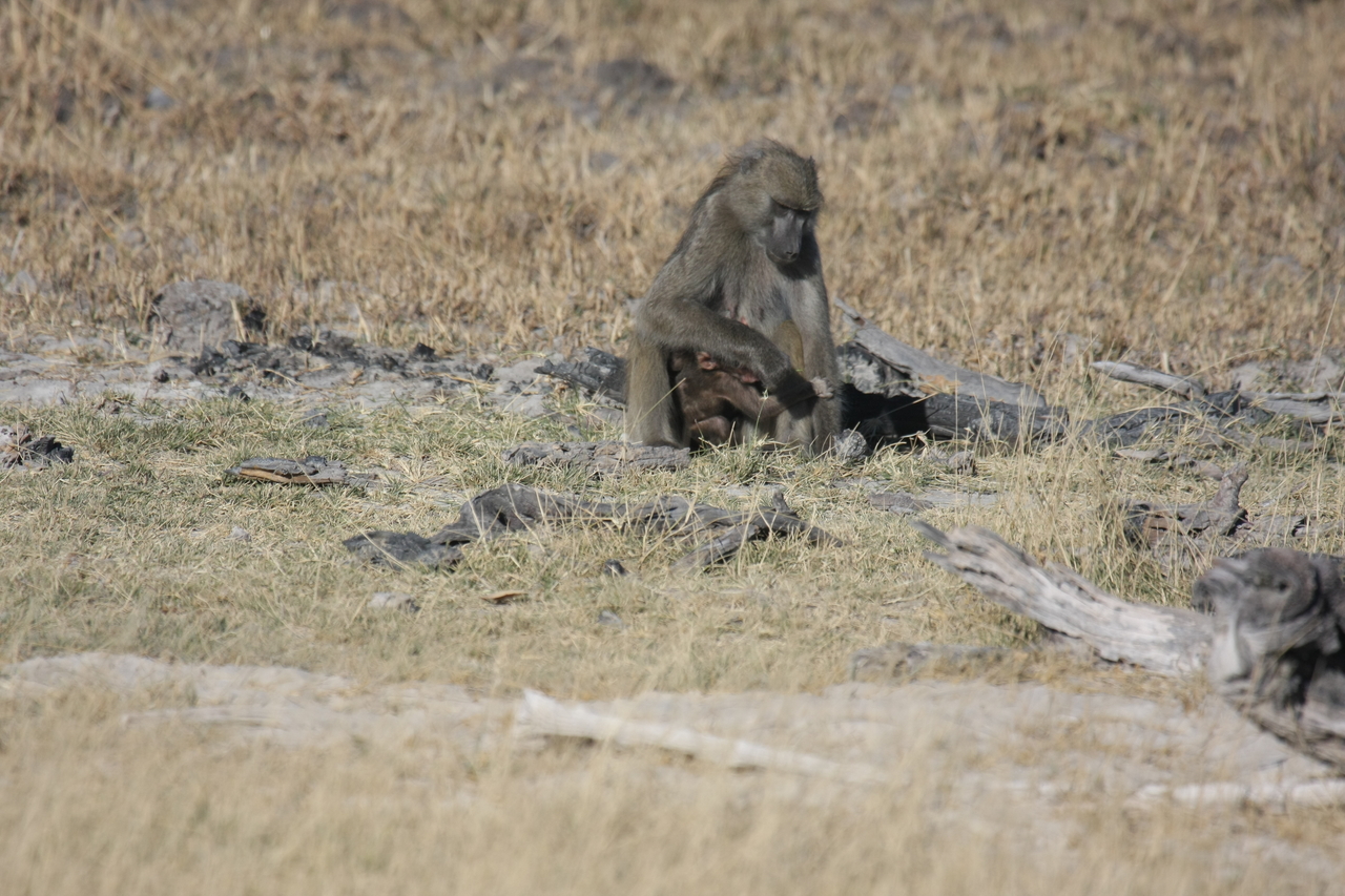 [18461] 2016_06_28_02_52_32_Africa_Canon_EOS_40D_IMG__10075.jpg