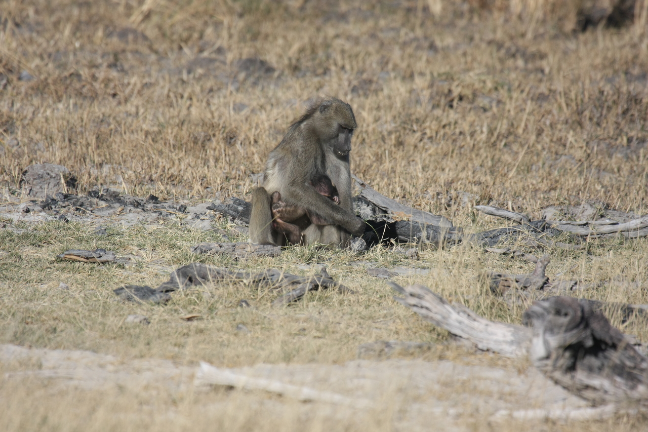 [18463] 2016_06_28_02_52_34_Africa_Canon_EOS_40D_IMG__00243.jpg