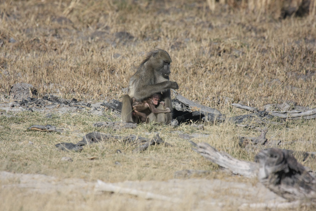 [18470] 2016_06_28_02_52_34_Africa_Canon_EOS_40D_IMG__10078.jpg