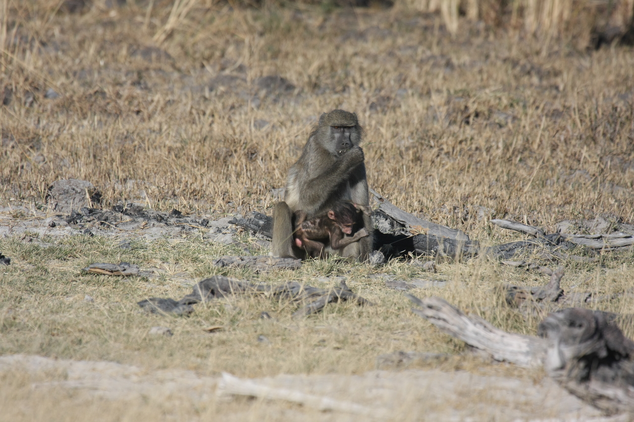 [18472] 2016_06_28_02_52_36_Africa_Canon_EOS_40D_IMG__02632.jpg