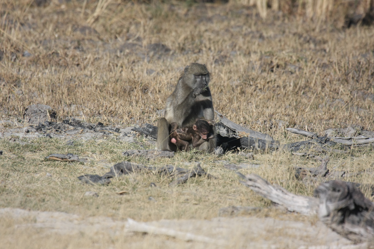 [18474] 2016_06_28_02_52_37_Africa_Canon_EOS_40D_IMG__00246.jpg