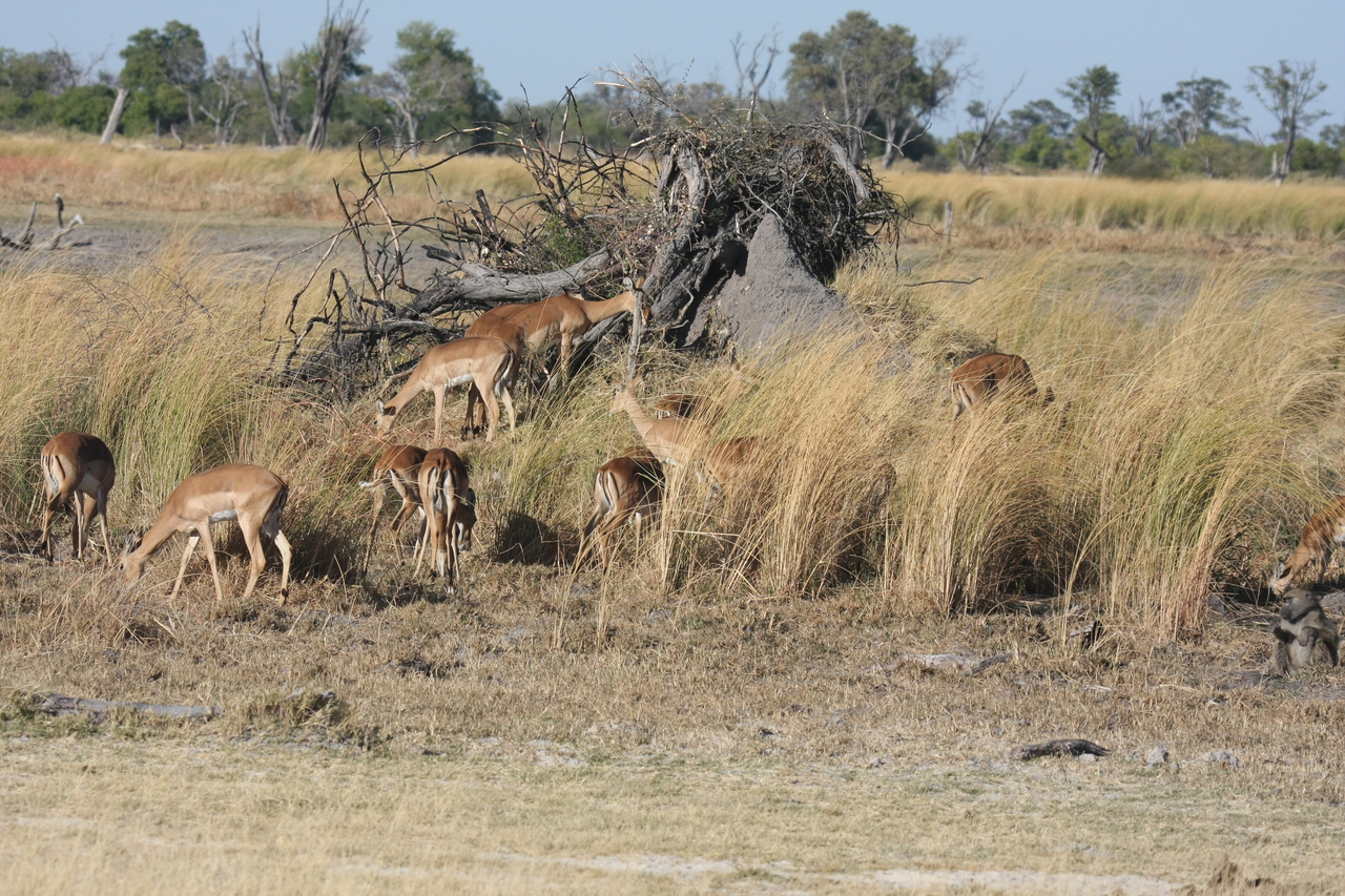 [18484] 2016_06_28_02_53_15_Africa_Canon_EOS_40D_IMG__00251.jpg