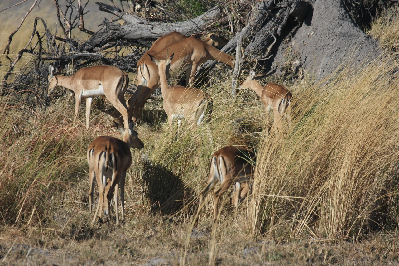 [18493] 2016_06_28_02_53_24_Africa_Canon_EOS_40D_IMG__02640.jpg