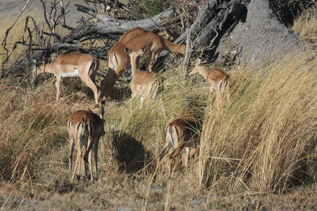 [18497] 2016_06_28_02_53_24_Africa_Canon_EOS_40D_IMG__10088.jpg