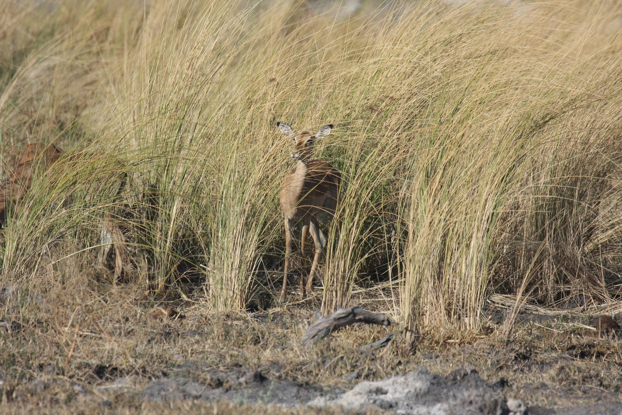 [18503] 2016_06_28_02_53_32_Africa_Canon_EOS_40D_IMG__10090.jpg