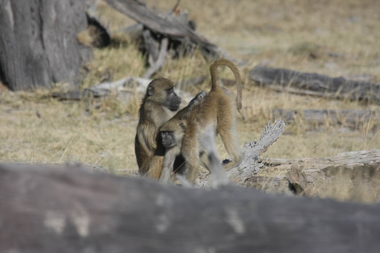 [18510] 2016_06_28_02_53_46_Africa_Canon_EOS_40D_IMG__10091.jpg