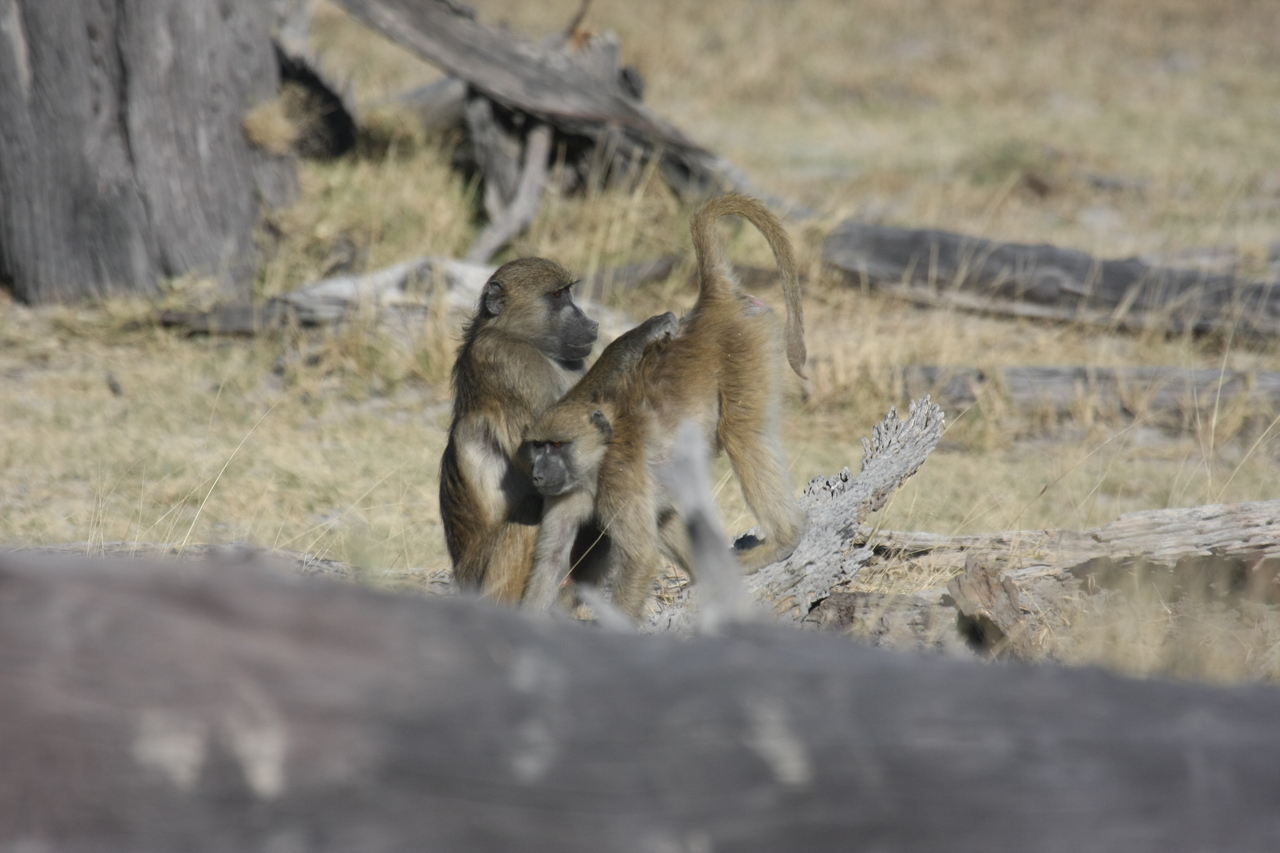 [18512] 2016_06_28_02_53_46_Africa_Canon_EOS_40D_IMG__10094.jpg