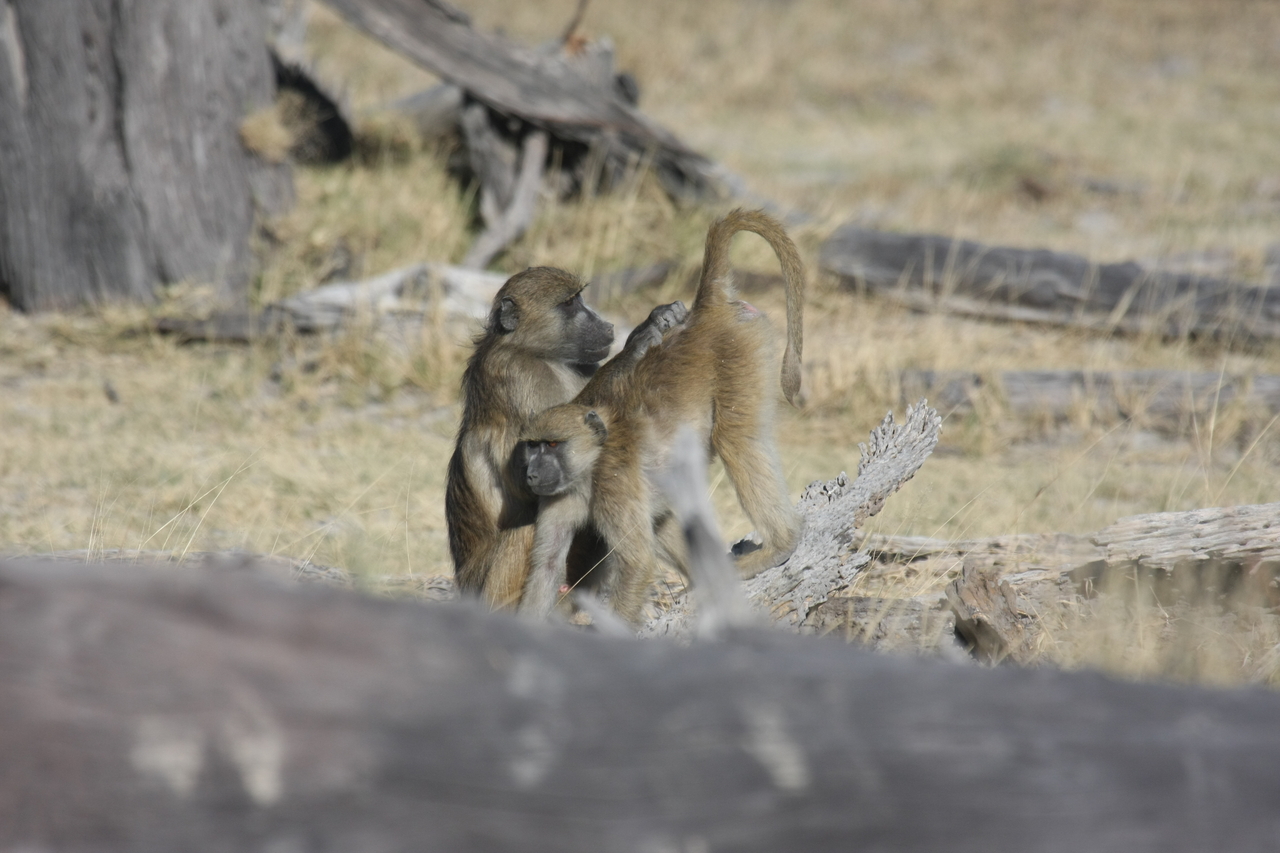 [18514] 2016_06_28_02_53_50_Africa_Canon_EOS_40D_IMG__00262.jpg