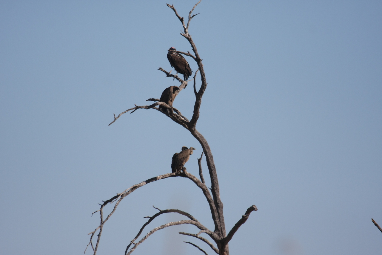 [18533] 2016_06_28_03_18_56_Africa_Canon_EOS_40D_IMG__10101.jpg