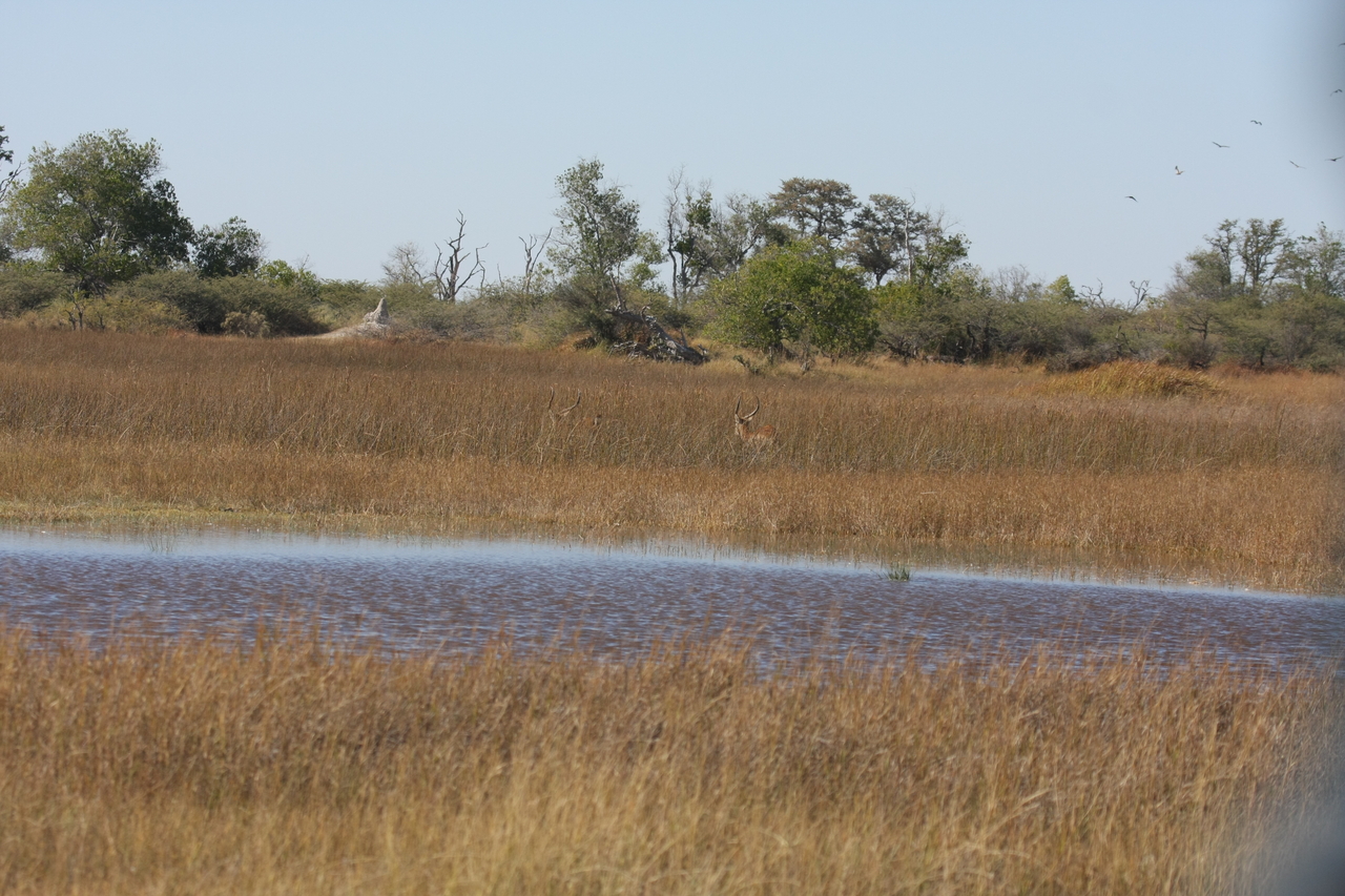 [18539] 2016_06_28_03_53_41_Africa_Canon_EOS_40D_IMG__10104.jpg