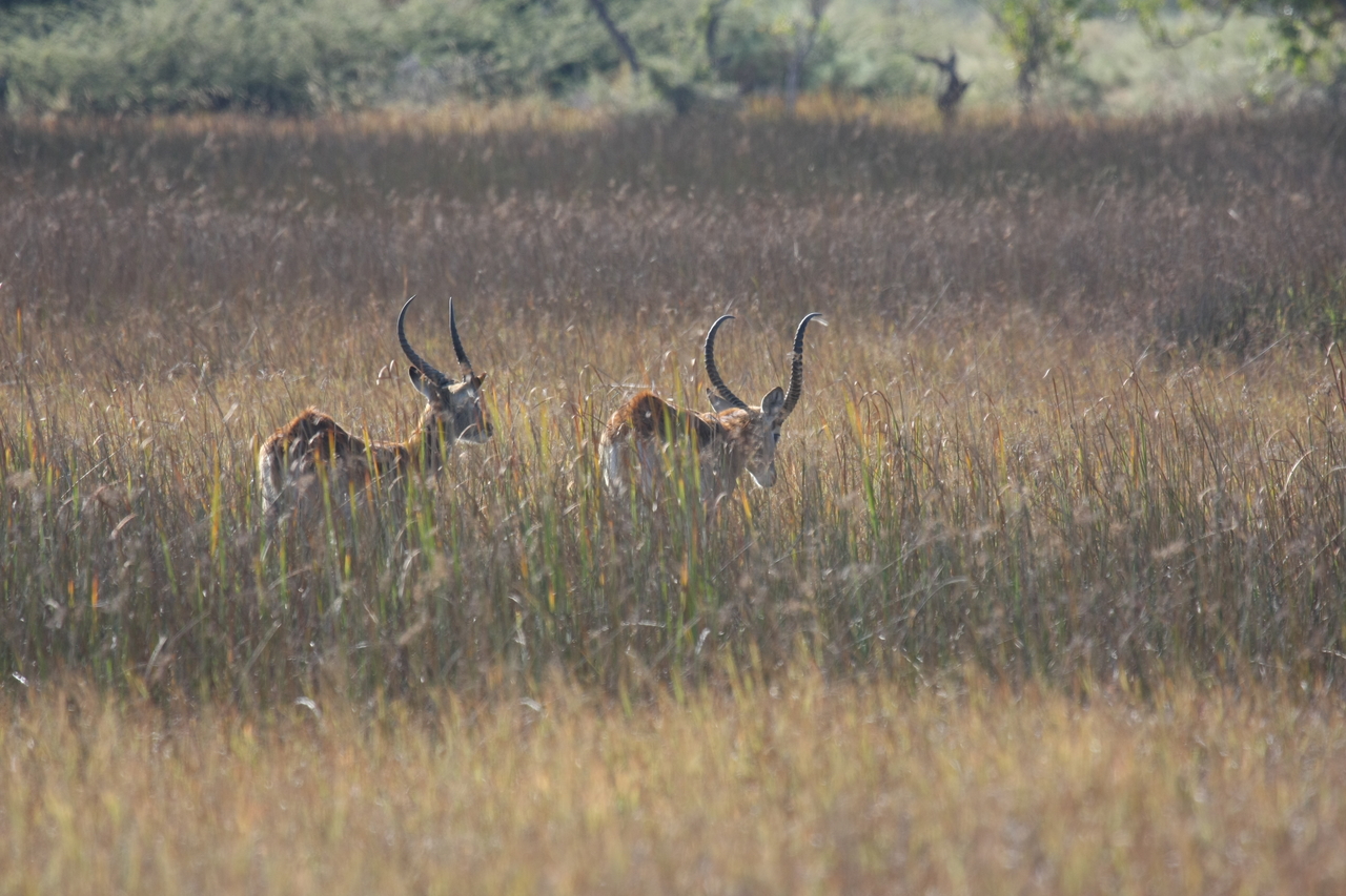 [18553] 2016_06_28_03_54_40_Africa_Canon_EOS_40D_IMG__00276.jpg
