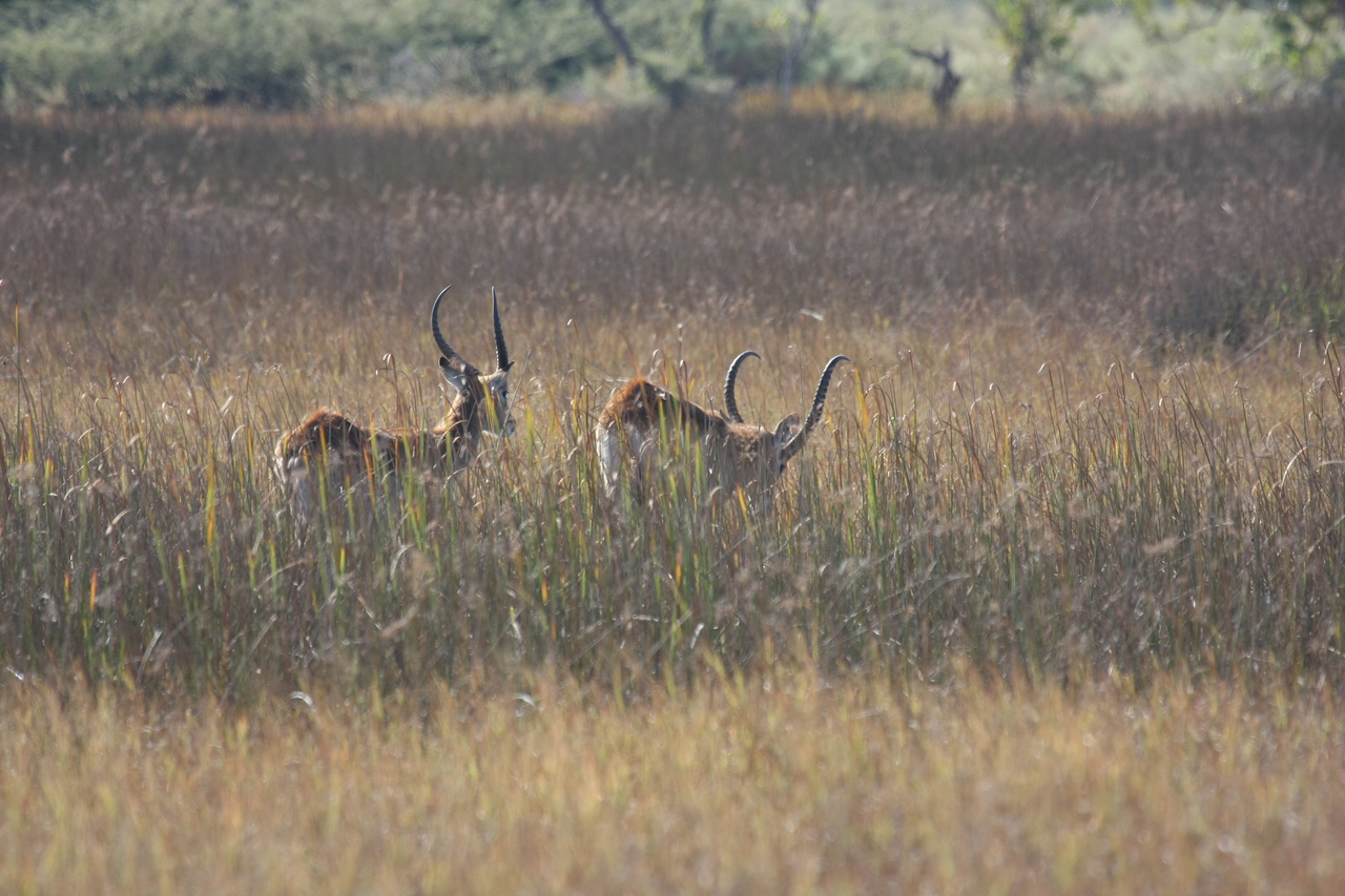 [18554] 2016_06_28_03_54_40_Africa_Canon_EOS_40D_IMG__00277.jpg