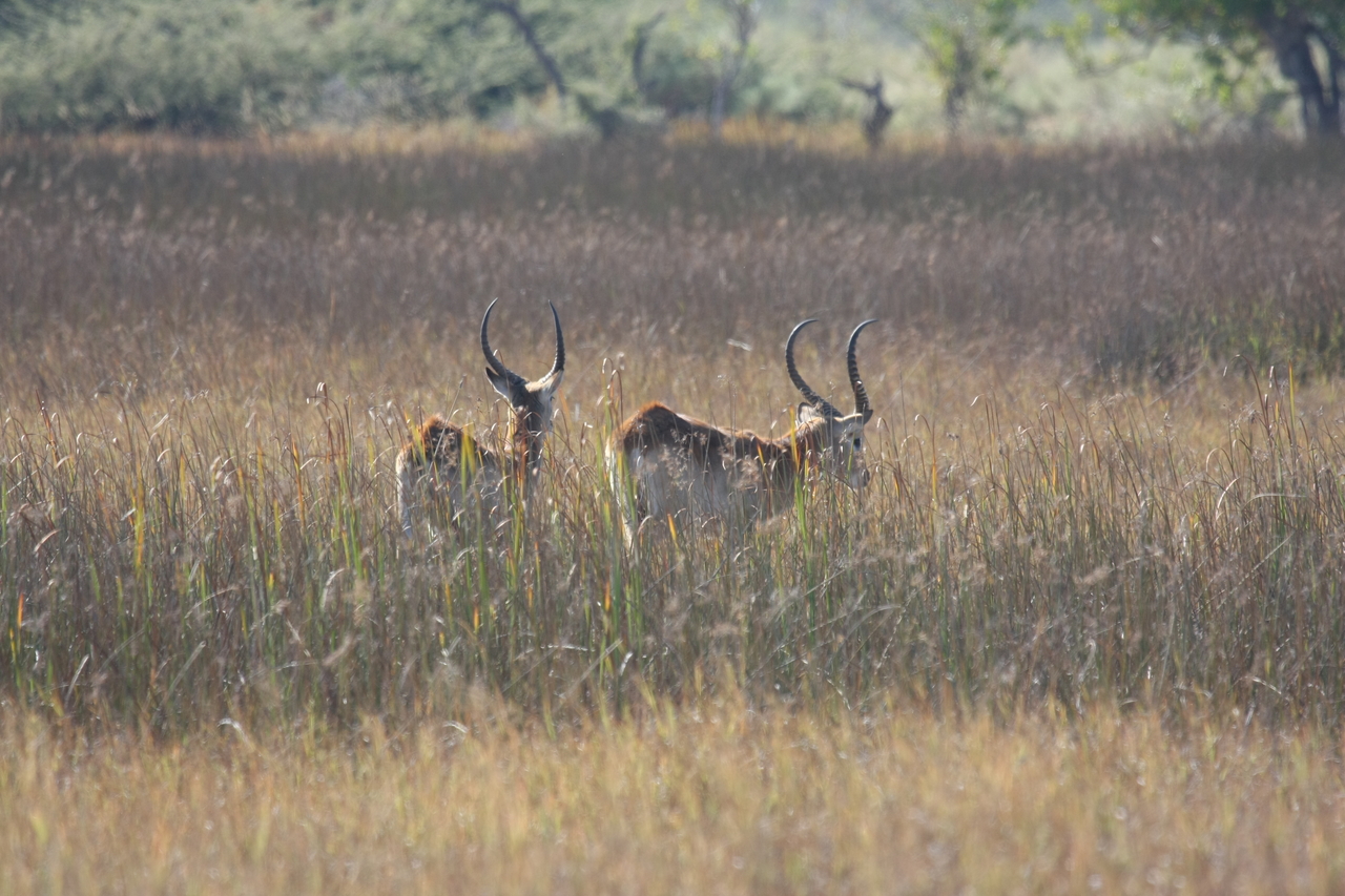 [18561] 2016_06_28_03_54_43_Africa_Canon_EOS_40D_IMG__00278.jpg