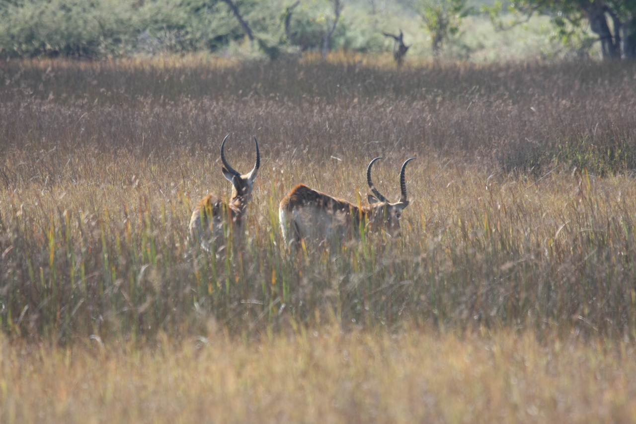 [18564] 2016_06_28_03_54_43_Africa_Canon_EOS_40D_IMG__02666.jpg