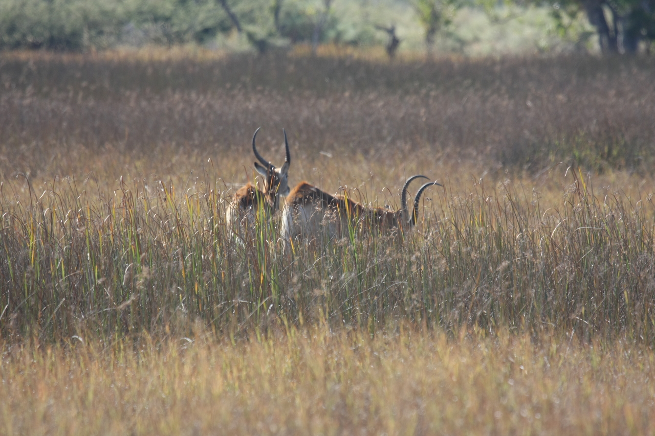 [18572] 2016_06_28_03_54_46_Africa_Canon_EOS_40D_IMG__10116.jpg