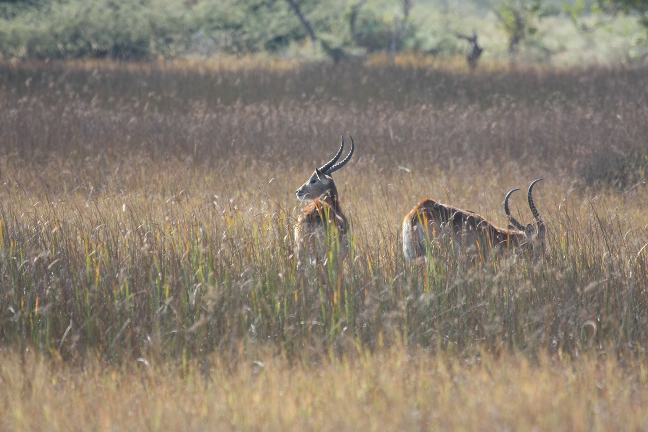 [18573] 2016_06_28_03_54_54_Africa_Canon_EOS_40D_IMG__00283.jpg