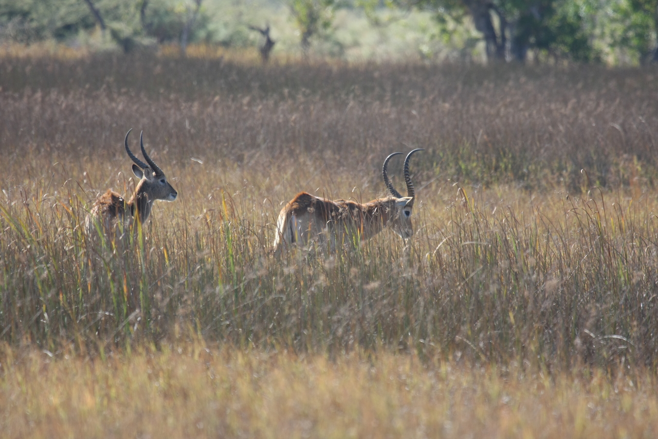 [18589] 2016_06_28_03_55_15_Africa_Canon_EOS_40D_IMG__02675.jpg