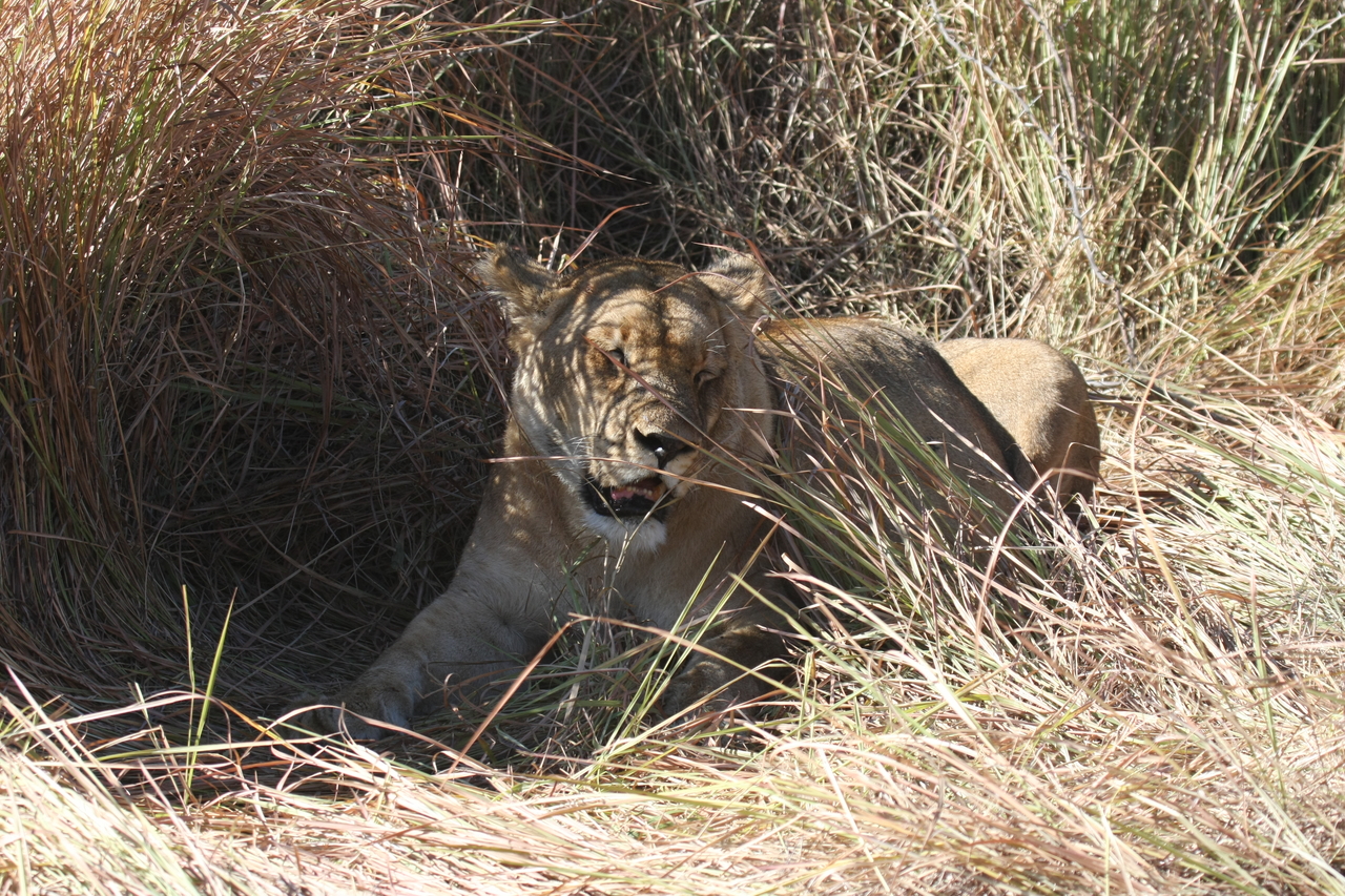 [18593] 2016_06_28_04_02_50_Africa_Canon_EOS_40D_IMG__10123.jpg