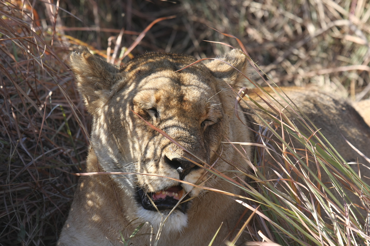 [18599] 2016_06_28_04_03_01_Africa_Canon_EOS_40D_IMG__02680.jpg