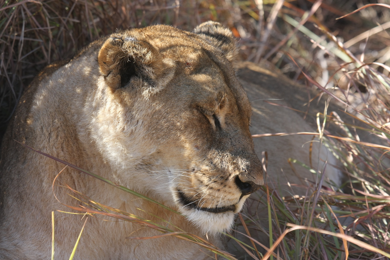 [18633] 2016_06_28_04_03_47_Africa_Canon_EOS_40D_IMG__10137.jpg