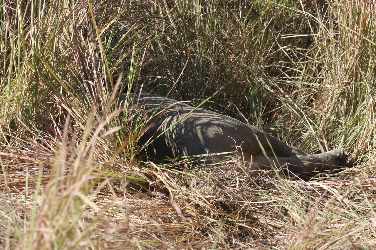 [18644] 2016_06_28_04_04_35_Africa_Canon_EOS_40D_IMG__10142.jpg