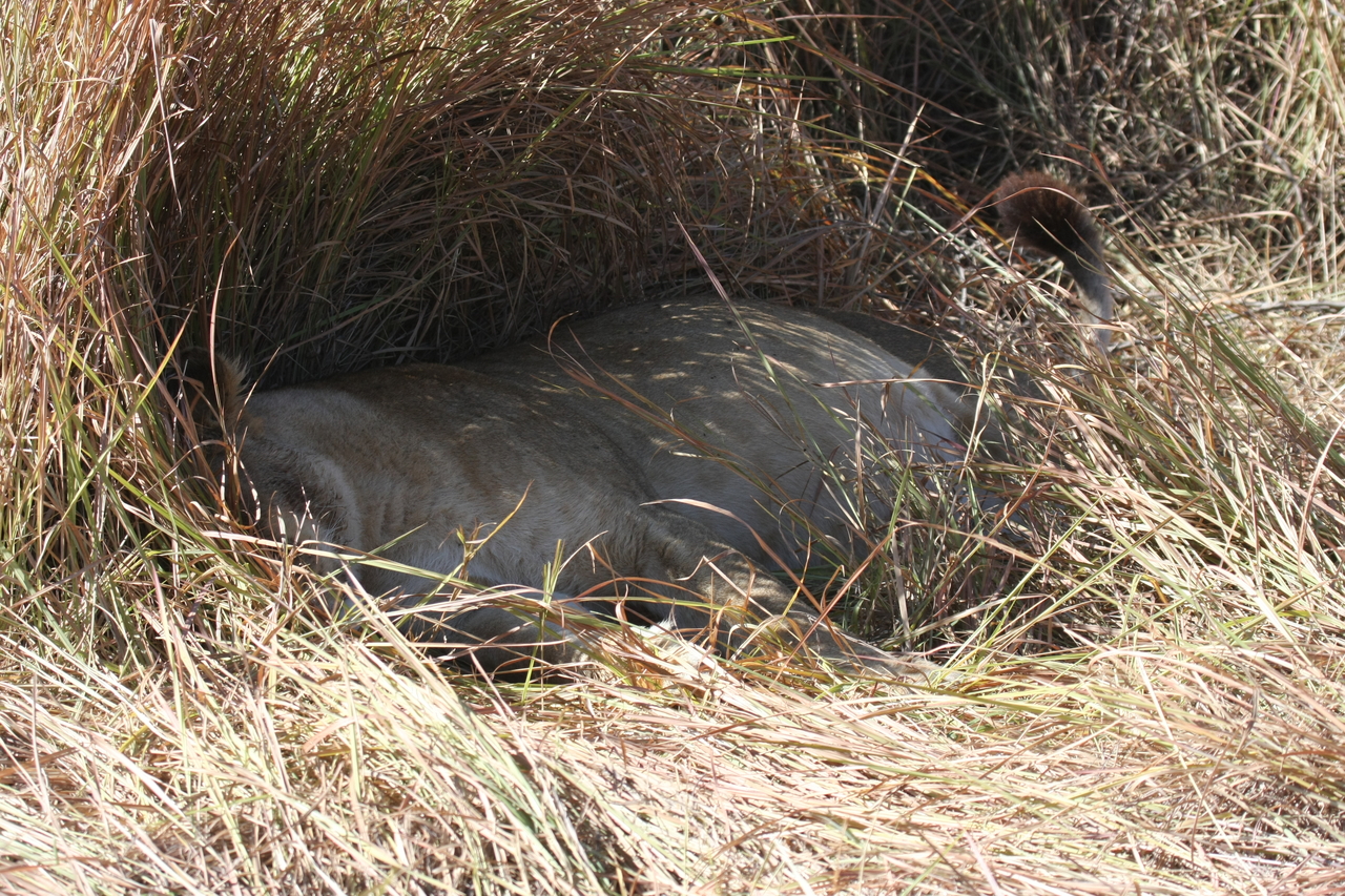 [18646] 2016_06_28_04_04_44_Africa_Canon_EOS_40D_IMG__02696.jpg