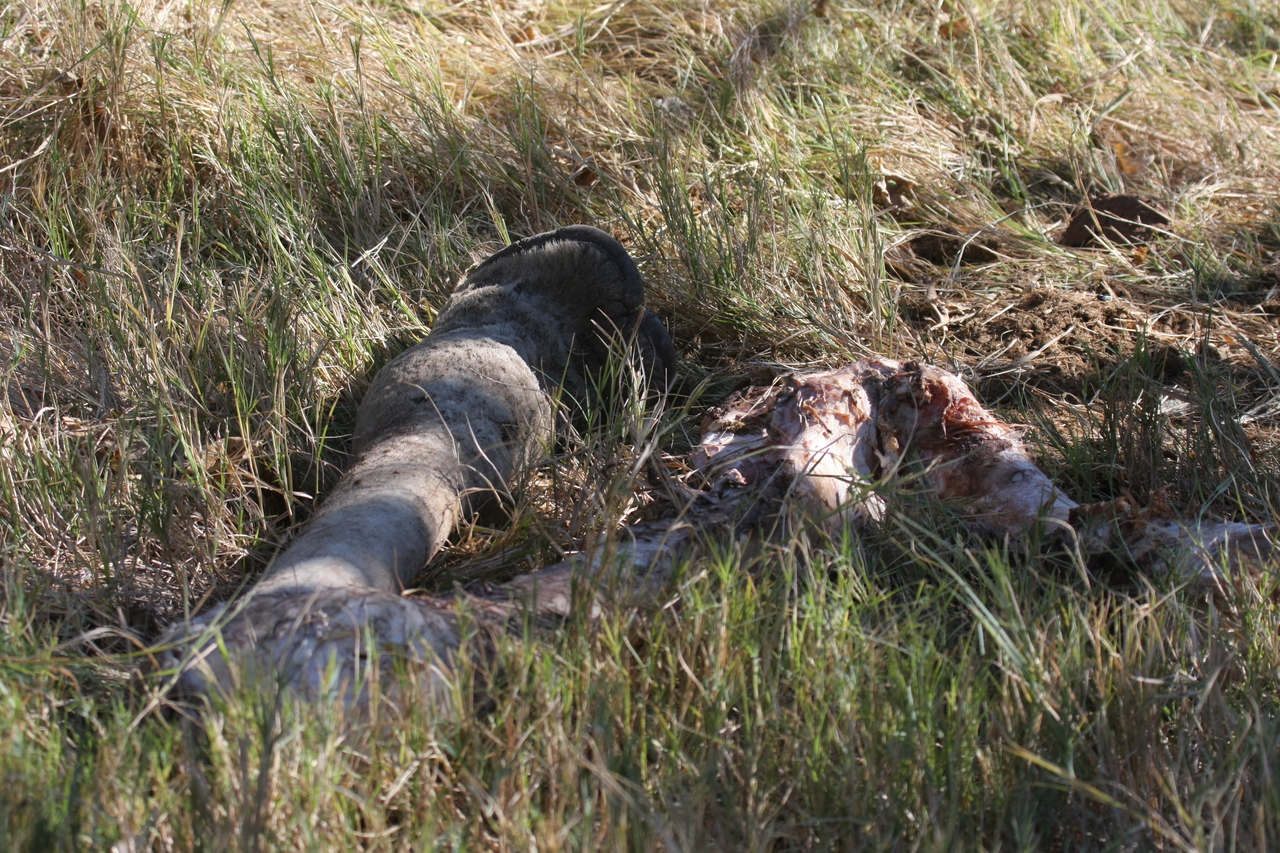 [18661] 2016_06_28_04_14_37_Africa_Canon_EOS_40D_IMG__02702.jpg