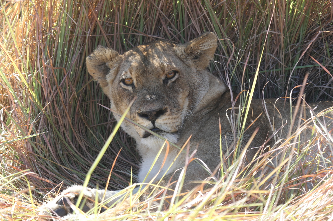 [18669] 2016_06_28_04_15_42_Africa_Canon_EOS_40D_IMG__02705.jpg