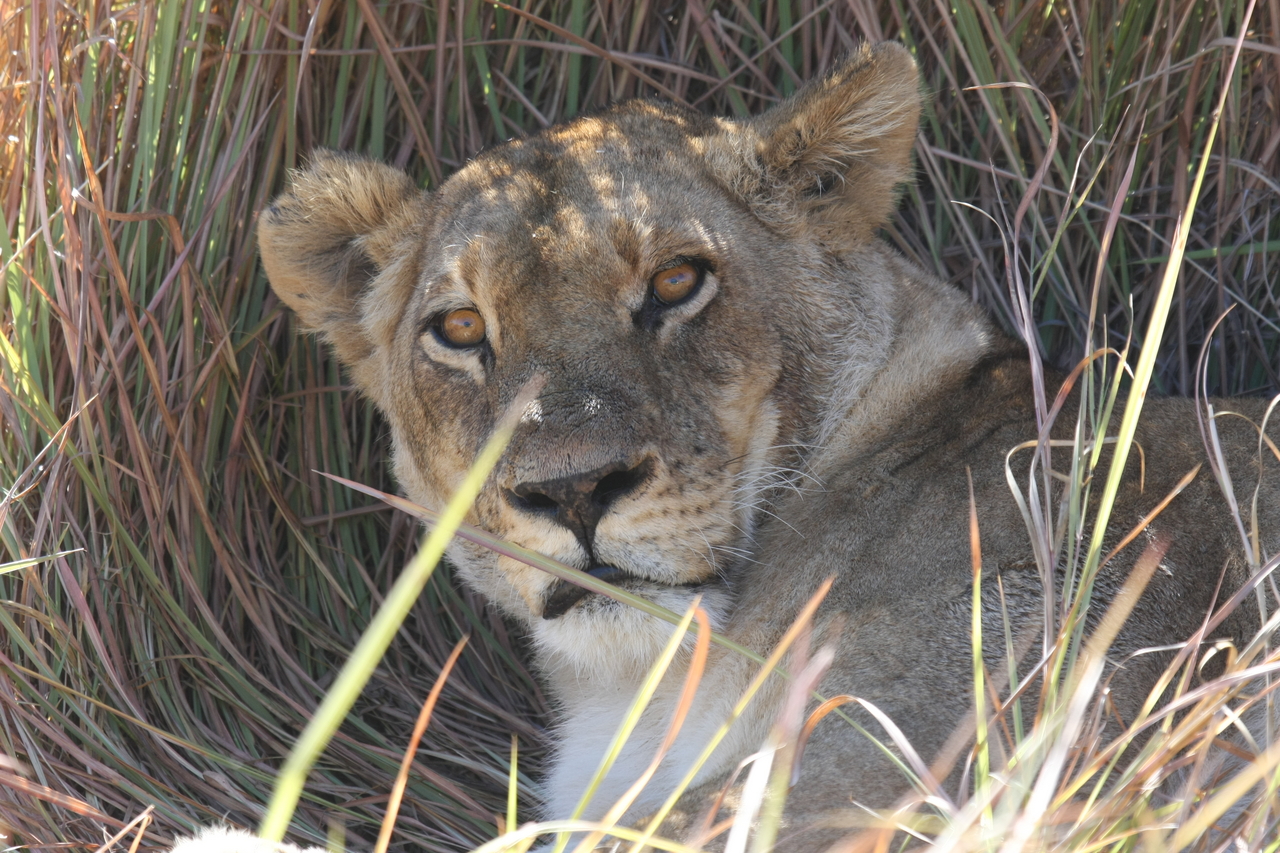 [18684] 2016_06_28_04_15_47_Africa_Canon_EOS_40D_IMG__02709.jpg