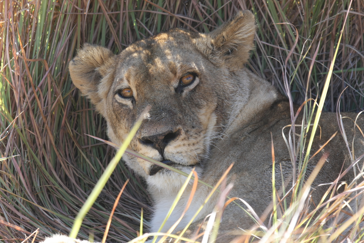 [18686] 2016_06_28_04_15_47_Africa_Canon_EOS_40D_IMG__02712.jpg