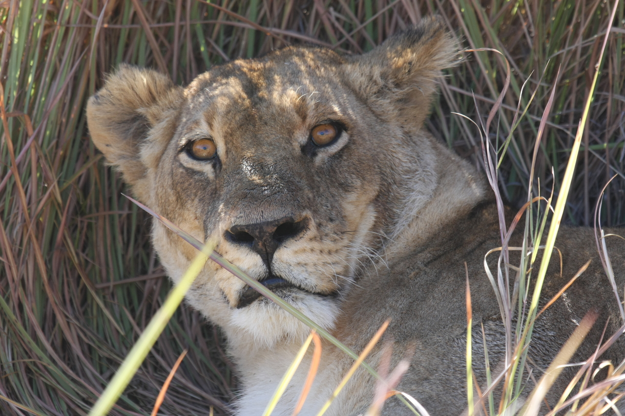 [18696] 2016_06_28_04_15_52_Africa_Canon_EOS_40D_IMG__10160.jpg