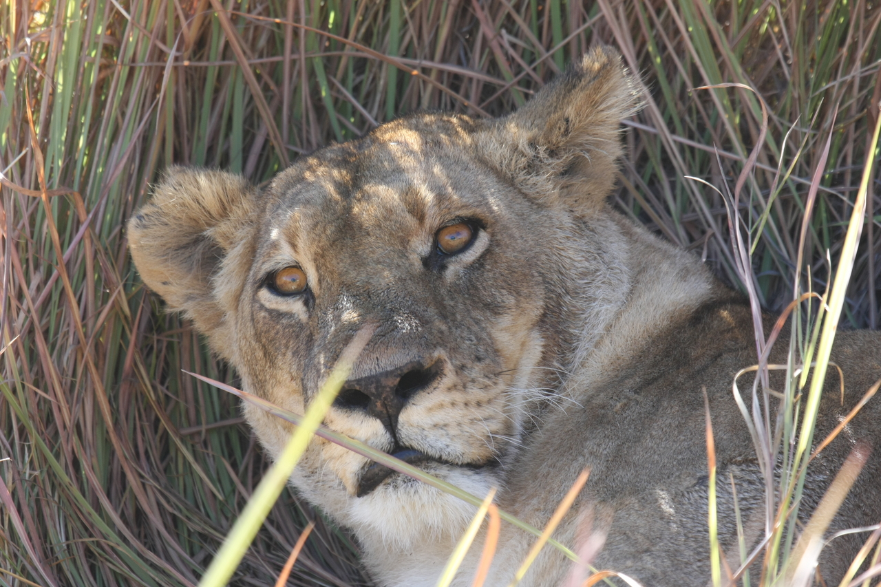 [18708] 2016_06_28_04_16_01_Africa_Canon_EOS_40D_IMG__00332.jpg