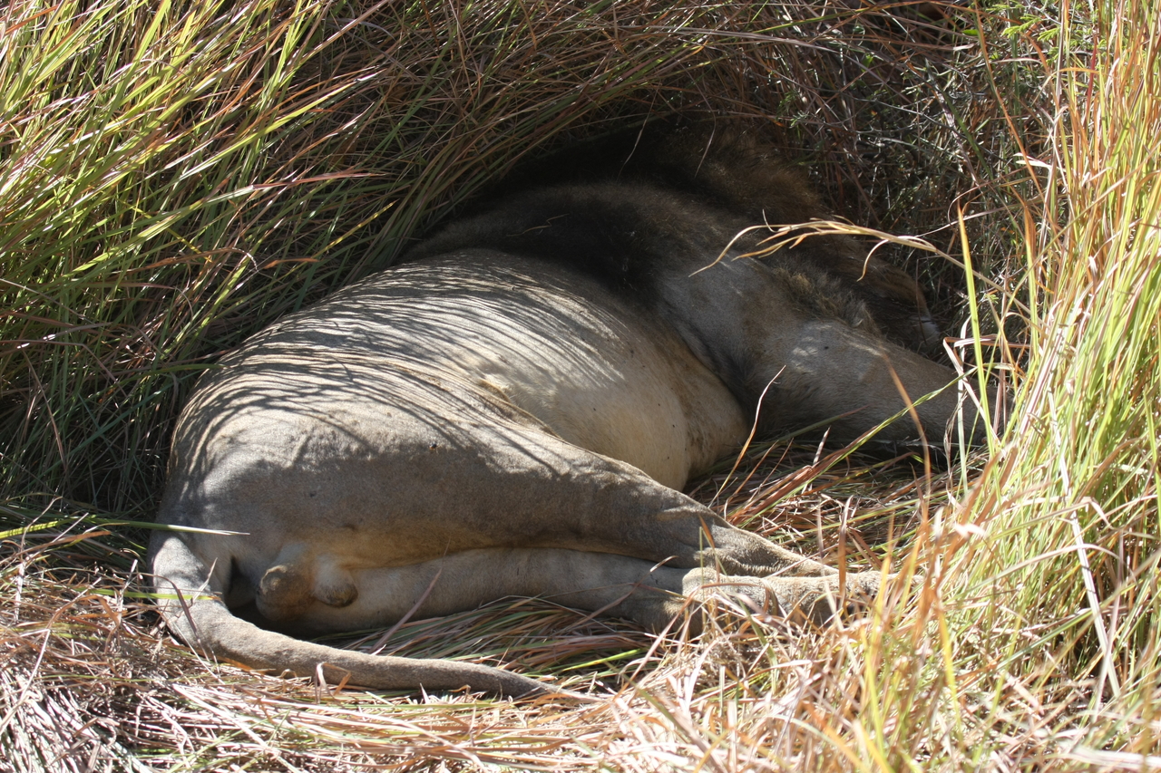 [18724] 2016_06_28_04_16_31_Africa_Canon_EOS_40D_IMG__10172.jpg