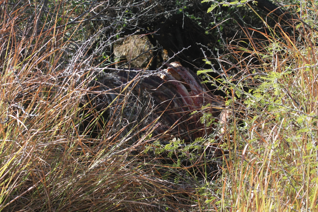 [18728] 2016_06_28_04_16_37_Africa_Canon_EOS_40D_IMG__02727.jpg