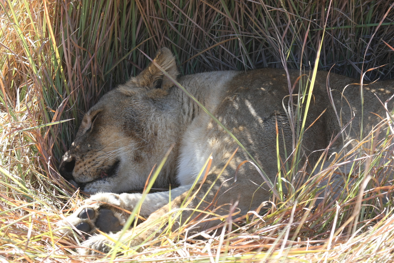 [18742] 2016_06_28_04_17_09_Africa_Canon_EOS_40D_IMG__10178.jpg