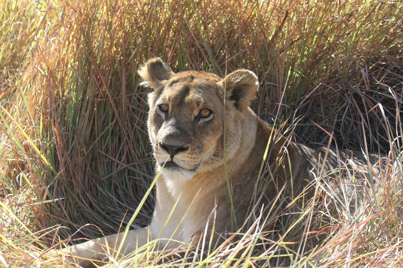 [18767] 2016_06_28_04_17_42_Africa_Canon_EOS_40D_IMG__10188.jpg