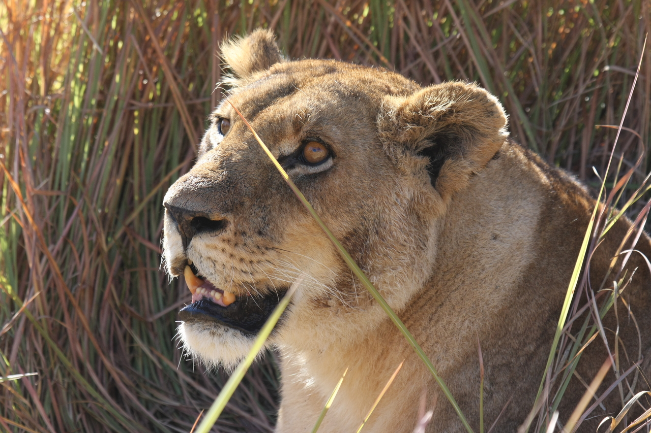 [18859] 2016_06_28_04_18_22_Africa_Canon_EOS_40D_IMG__00387.jpg